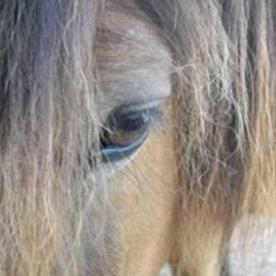 Ferme Equestre Les Chevaliers Hotel Penol Kültér fotó